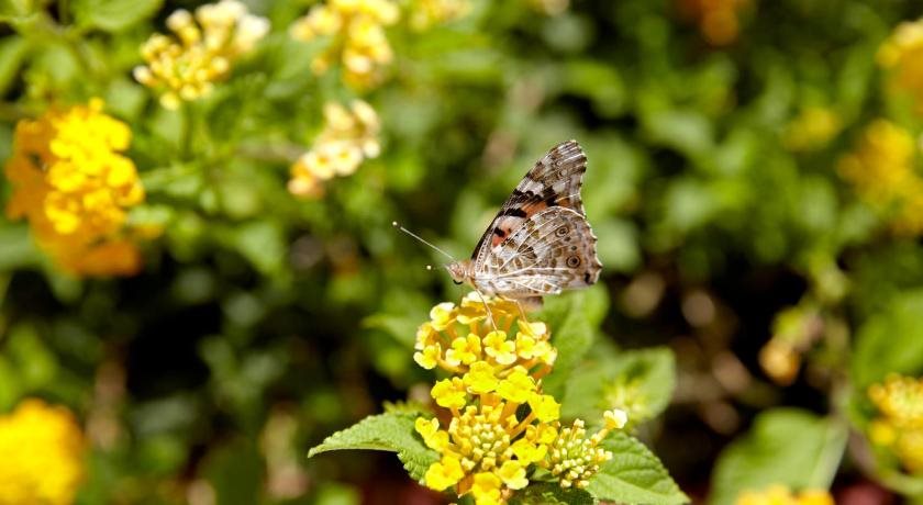 Sunshine Rhodes Hotel Rezervasyon