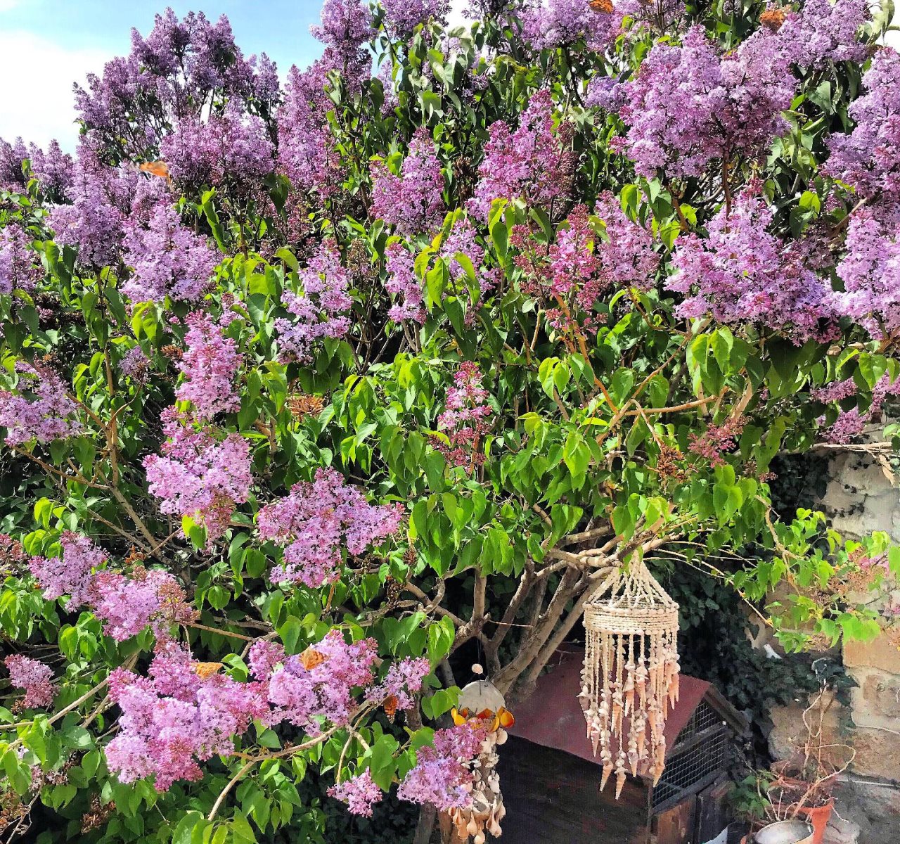 The Cappadocia Rezervasyon